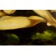 Faistauer Anton - weiblicher-Akt - handgemaltes Ölbild in 50x70cm