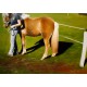Pferd mit Reiterin HANDGEMALT 50x60cm 